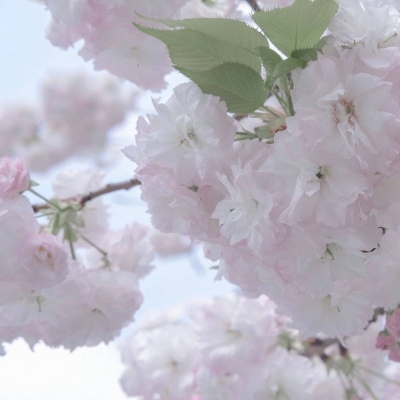 二次元兽设设计技巧兽圈社群